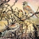 Back from the brink - Cirl Buntings